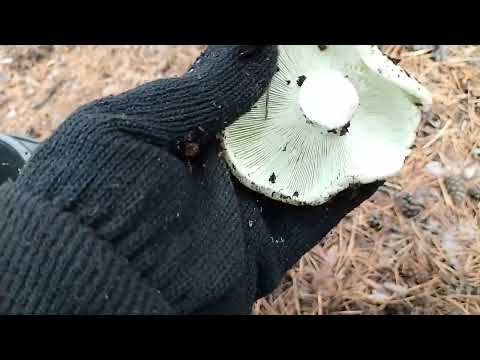 Видео: Подгоуздок ( сухой груздь) леса Степногорска