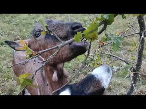 Видео: Козы доедают листву. Что не опало - станет кормом