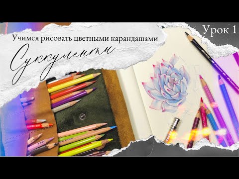 Видео: Уроки рисования цветными карандашами | суккулент | урок 1