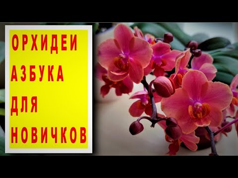 Видео: ОРХИДЕИ! АЗЫ и ПРАВИЛА ДЛЯ НАЧИНАЮЩИХ! СОВЕТЫ НОВИЧКАМ, КАК КУПИТЬ И ВЫРАСТИТЬ ЗДОРОВУЮ ОРХИДЕЮ!