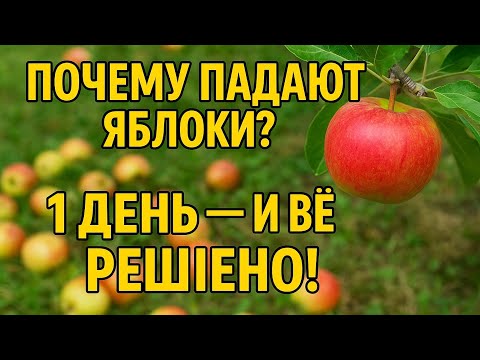 Видео: Шок! Вот почему ваши яблоки осыпаются раньше времени