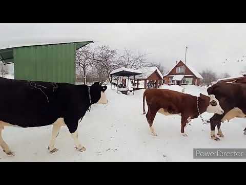 Видео: КОРОВЫ на выгуле/ С козами справляюсь, А коров БОЮСЬ🤣 Дорогое СЕНО/ ОБМАН/