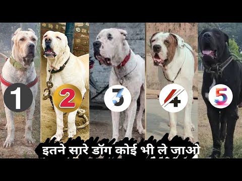 Видео: НЕВЕРОЯТНОЕ КАЧЕСТВО | Столько собак-хулиганов | Выбирайте любую | Пакистанский булли | Индийский...