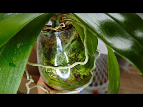 Видео: ХОЧЕШЬ здоровые ЖИРНЫЕ КОРНИ у ОРХИДЕЙ тогда ДЕЛАЙ как Я