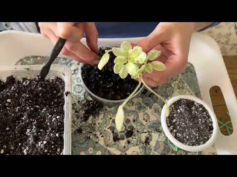 Видео: Пересадки,перевалки часть5 #фиалки #цветы