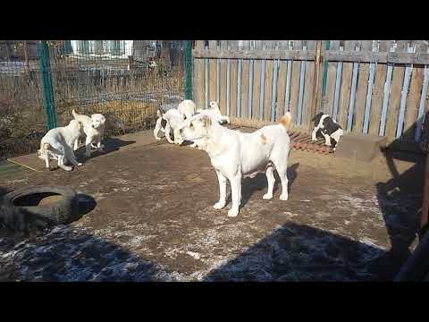 Видео: Бугай Алабай. О дисплазии и смене зубов. Как питание связано с этими процессами.