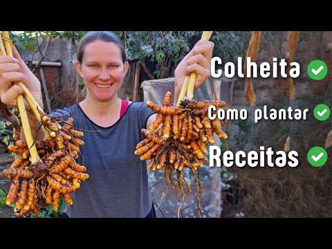 Видео: Как использовать куркуму для получения максимальной пользы | 2 простых рецепта | Свежий корень курку