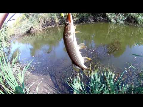 Видео: Соревнование воблеров  TsuYoki Watson 110SP против Strike PRO Inquisitor 110SP