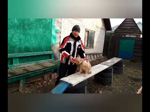 Видео: Развитие щенка. Послушание - система и механизм условных рефлексов.