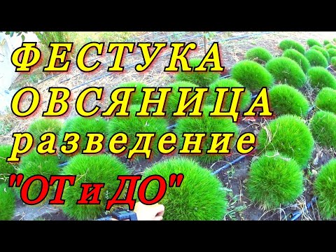 Видео: Разведение декоративного растения - ФЕСТУКА (Овсяница). Полный цикл - "ОТ и ДО..."