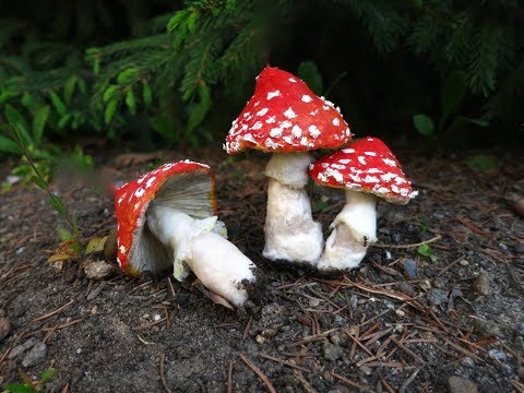 Видео: Мастер-класс "Мухоморы из ваты"