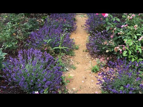 Видео: Такая разная Лаванда - обзор четырёх сортов .
