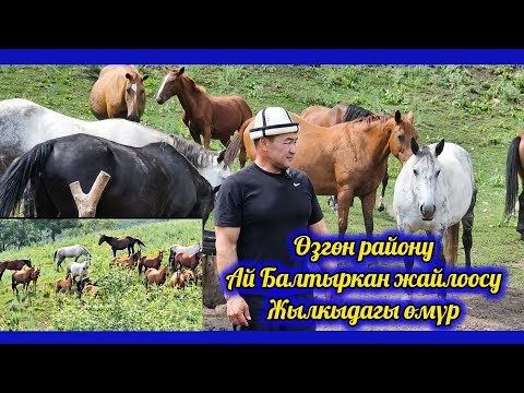 Видео: Байыш Ниязов: Жылкы чарба түптөө бала чактан берки кыялым эле 👆 он жылдан көп убакыт кетти.