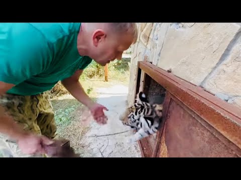 Видео: От этих двух молодых тигров Мы с Олегом Зубковым ЕЛЕ ВЫШЛИ! ТИГР это вам НЕ ЛЕВ!!!