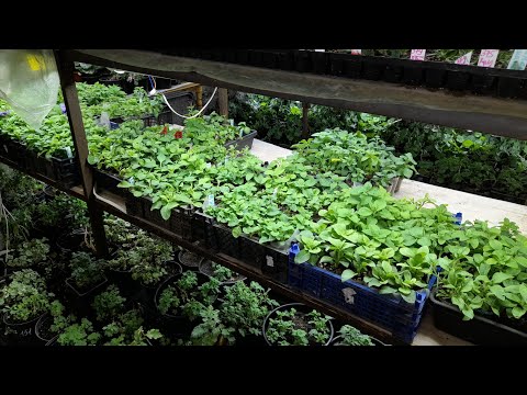 Видео: Обзор стеллажей с растениями .