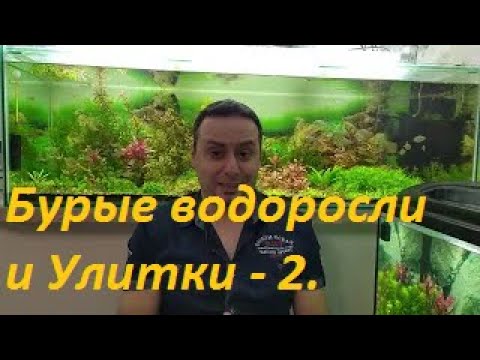 Видео: Бурые водоросли VS Аквариумные Улитки.  Раунд 2 - Теодоксусы