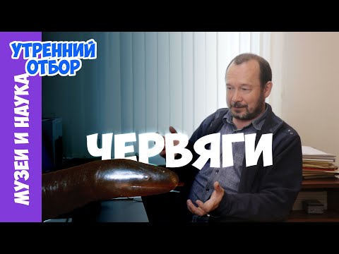 Видео: Загадка безногих амфибий с острова Святого Фомы. Игорь Фадеев