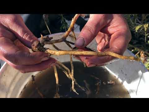 Видео: Миога (Myoga Ginger) — посадка, деление и выбор места