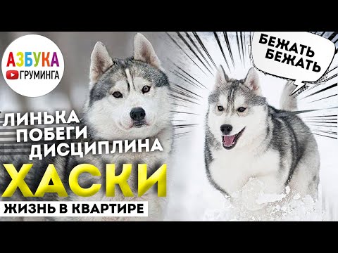 Видео: Сибирский хаски - груминг, линька. Правила стрижки хаски. Жизнь с волком в квартире