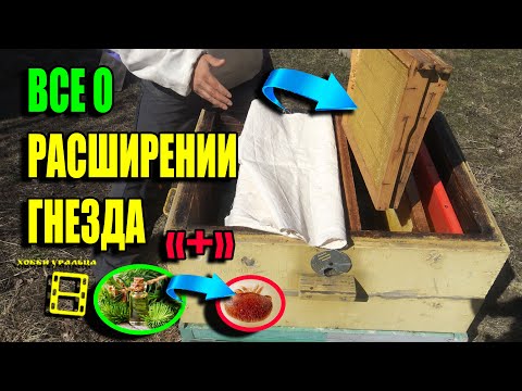 Видео: КАК ПРАВИЛЬНО РАСШИРИТЬ ПЧЕЛИНОЕ ГНЕЗДО И НЕ НАВРЕДИТЬ ПЧЕЛАМ? ДЛЯ НАЧИНАЮЩИХ ПЧЕЛОВОДОВ 22-18