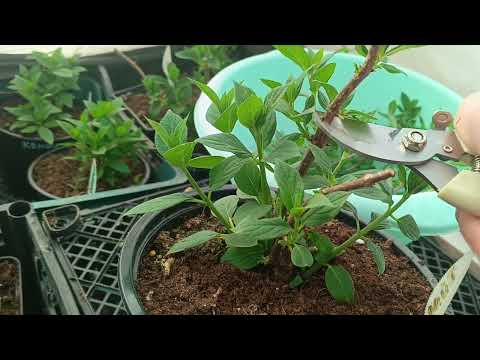 Видео: Размножение гортензии зеленым черенком при нормировки куста 21 апреля 2025 г.