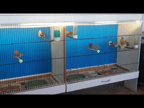 Видео: Канарейки- солевые ванны птицам и о их пользе. А вы делаете?