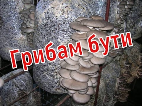 Видео: Грибам бути! Вешенка вже скоро.