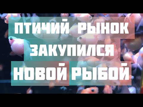 Видео: Птичий рынок... купил много рыбы!!