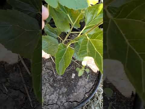 Видео: Обзор шелковицы Пакистанские, Шахтут, Альба, Марварид, Джерарди, Шангрила, Гималайская на 08.06.2023