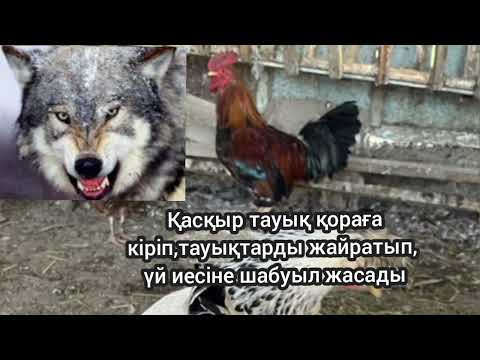 Видео: Қасқыр тауық қораға кіріп,тауықтарды жайратып,үй иесіге шабуыл жасады