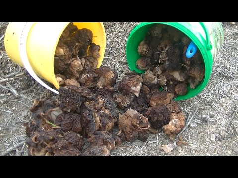 Видео: Грибное Нашествие Первых Весенних Грибов!