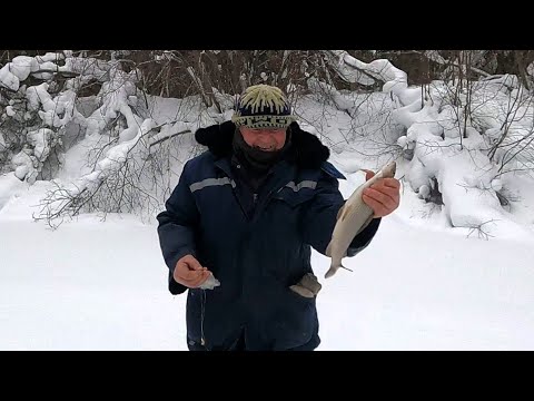 Видео: ХАРИУС  НА ТАЁЖНОЙ РЕЧКЕ \ Часть 1 \ Заезд \ ЕСТЬ НАЧАЛО