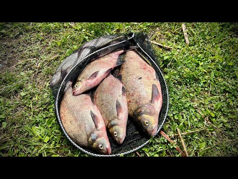 Видео: КАК Я ЛОВЛЮ ЛЕЩА НА РЕКЕ. ЛЕЩ на ФИДЕР .