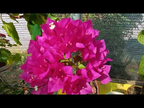 Видео: Обзор моих комнатных растений. Какие комнатные растения можно выносить на улицу.