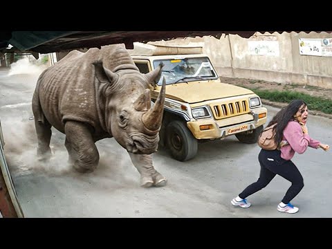 Видео: Случаи, Когда Животные Показали, Что с Ними Лучше не Связываться