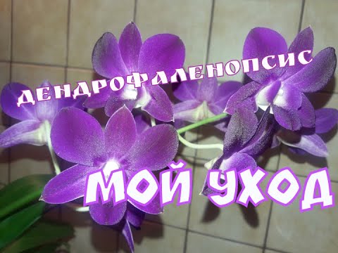 Видео: 93. 🌷ДЕНДРОФАЛЕНОПСИС🌷МОЙ УХОД🌱🌱🌱💧💧💧