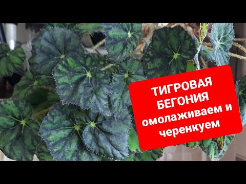 Видео: БЕГОНИЯ ТИГРОВАЯ. Омолаживаем и черенкуем.