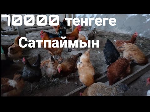 Видео: Кешкі түсірілім-2серия