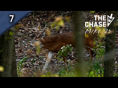 Видео: Три жеребца-самца в критической ситуации. Ночь, которую не забыть