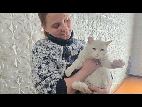 Видео: Как стать директором приюта. Раскрываю секрет.