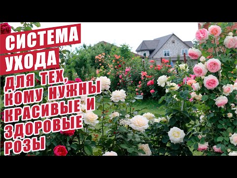 Видео: СИСТЕМА УХОДА ДЛЯ ТЕХ, КОМУ НУЖНЫ КРАСИВЫЕ И ЗДОРОВЫЕ РОЗЫ! CARE SYSTEM IF NEEDED BEAUTIFUL ROSES!