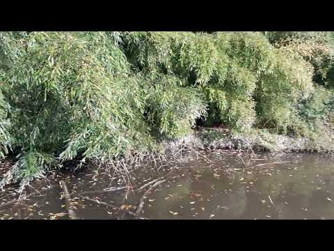 Видео: Раньше был замок, а теперь общественный парк ...