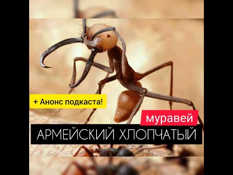 Видео: АРМЕЙСКИЙ ХЛОПЧАТЫЙ МУРАВЕЙ! Анонс подкаста! The Ants: Underground Kingdom
