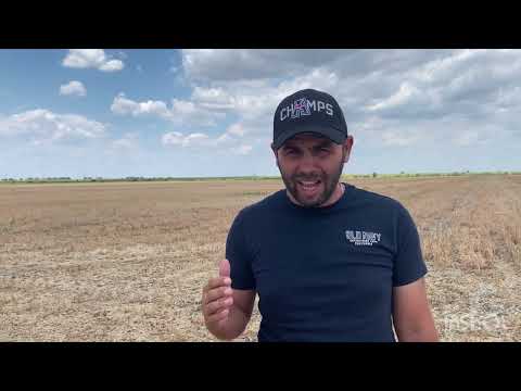 Видео: Горчица и озимая пшеница. Результаты уборки 2022