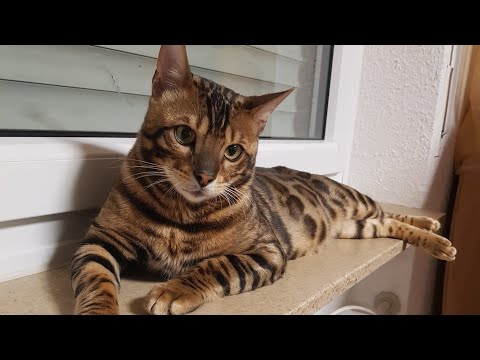 Видео: Беговые колесо для кота