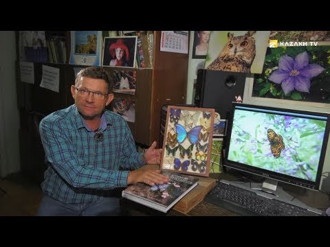 Видео: Какие насекомые могут есть мясо и считаются самыми умными?