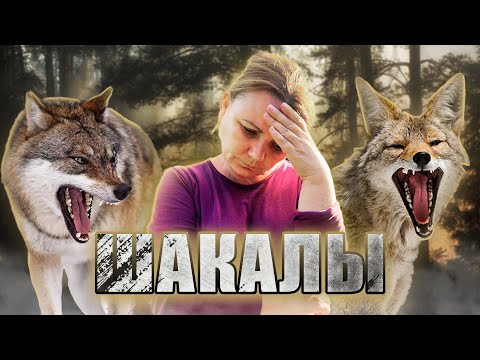 Видео: ЧП в Грузии. Свирепствуют шакалы, Как с ними бороться?