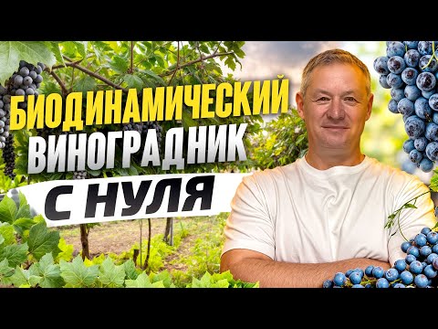 Видео: Биодинамический ВИНОГРАДНИК с нуля: Почему РОМАШКА лучше химии? (Личный опыт)