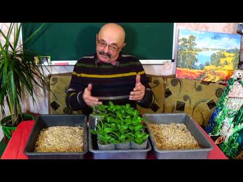 Видео: Без этого Вы не вырастите качественную рассаду петунии!