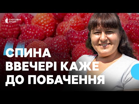 Видео: Як в селі на Волині вирощують малину на продаж